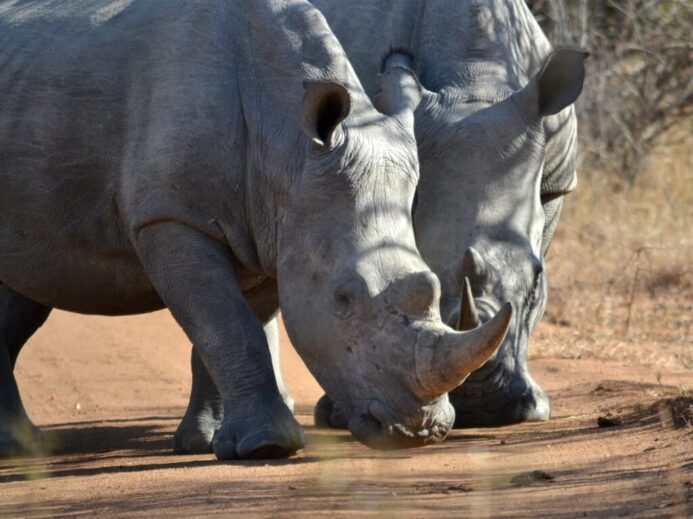 two gray rhinoceros