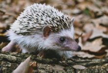 Close-Up Shot of a Hedgehog