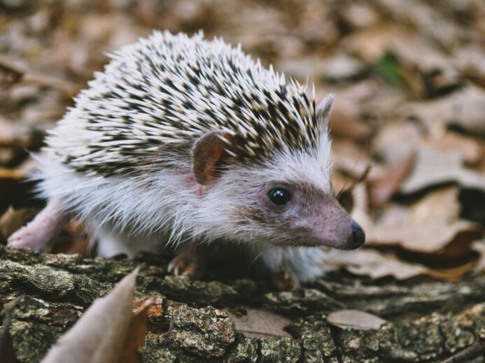 Close-Up Shot of a Hedgehog