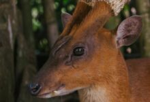 Deer in Close Up Photography