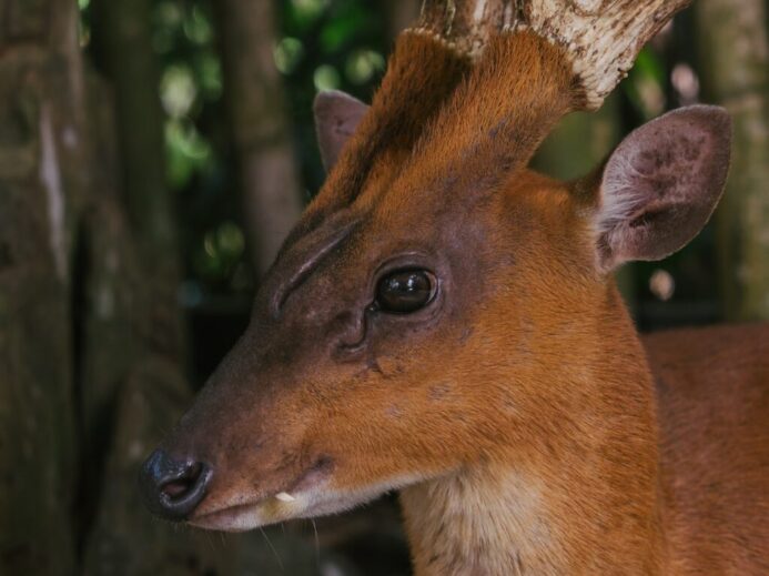 Deer in Close Up Photography