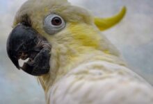 bird, cockatoo, yellow-crested cockatoo