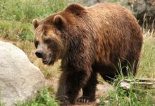 Mother's Bear