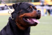 zdroj