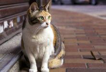 Brown and White Tabby Cat Sitting on Brown Brick Pathway