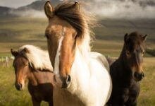 three assorted-color horses running away from a mountain