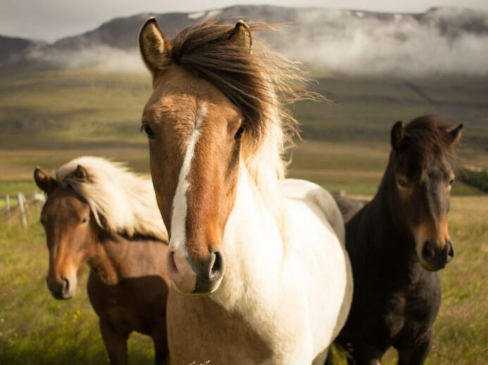 three assorted-color horses running away from a mountain