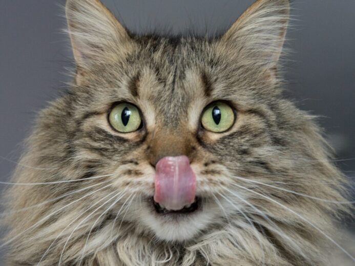 adult brown cat