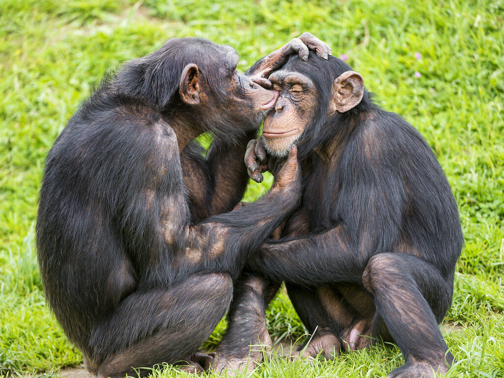 Poprvé po 28 letech mohla šimpanzice Vanilla spatřit nebe. Podívejte se na dojemné video z jejích prvních kroků na svobodě
