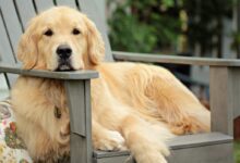 golden retriever puppy on grey wooden fence during daytime