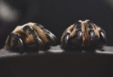 brown and black animal paw