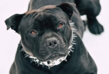 medium-coated black dog