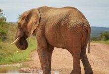 elephant walking on river during daytime