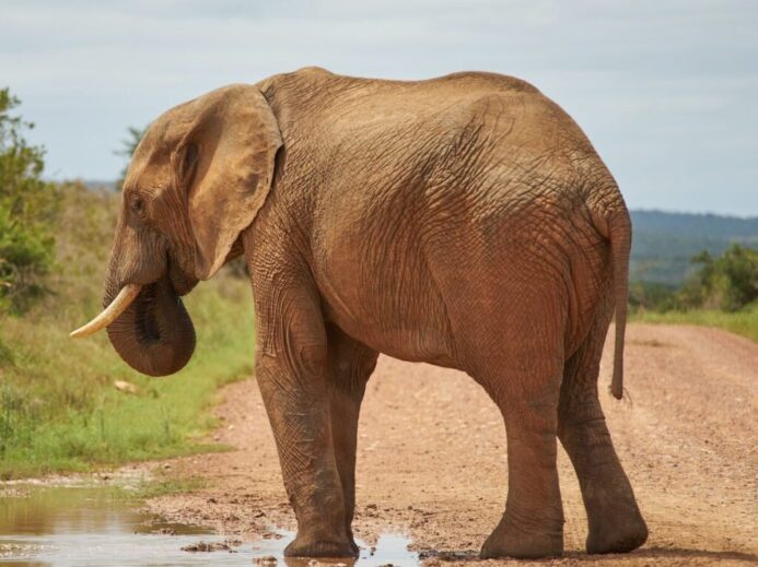 elephant walking on river during daytime