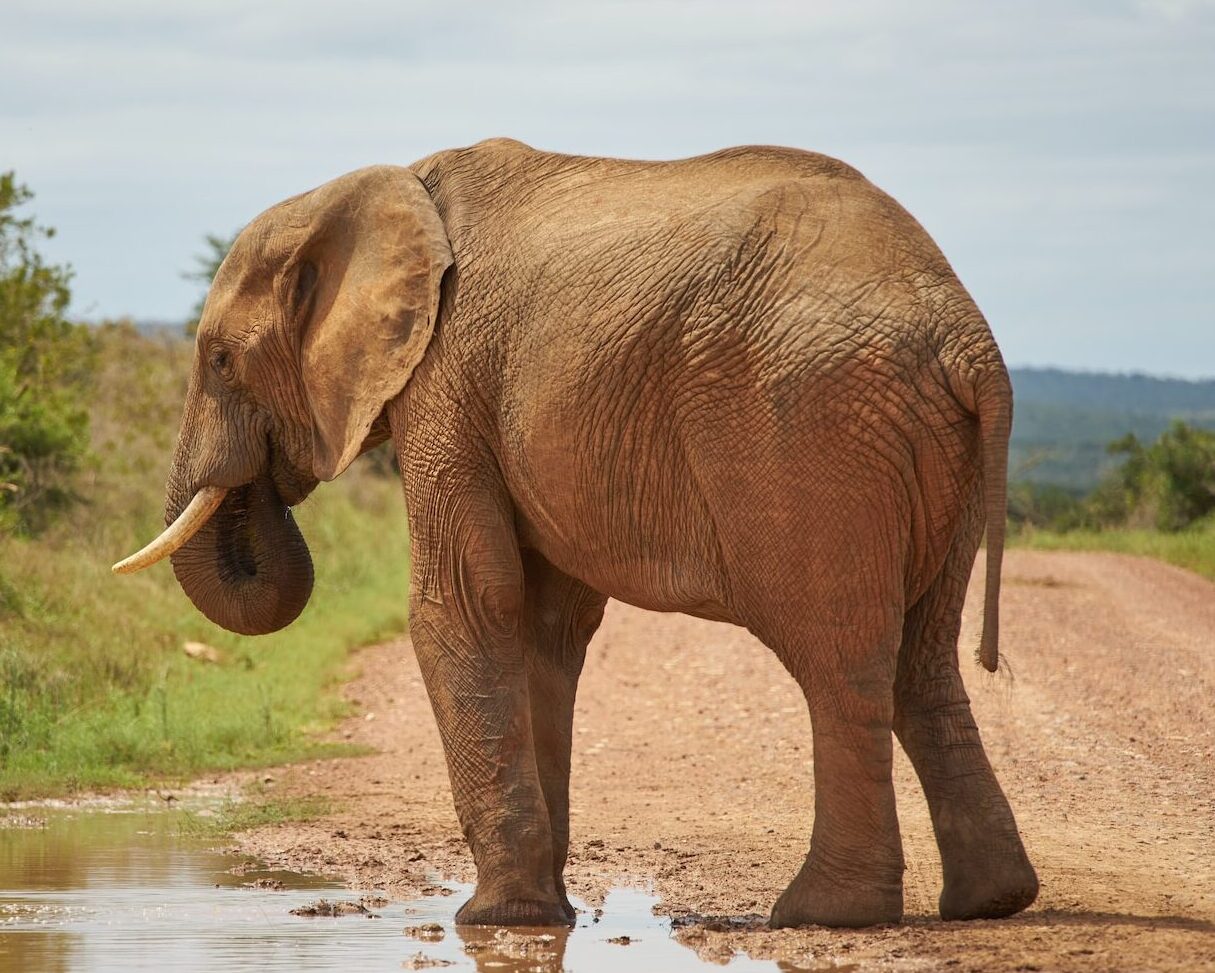 elephant walking on river during daytime