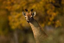 brown giraffe in the forest during daytime