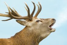brown deer with white background