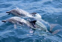 gray dolphins underwater during daytime