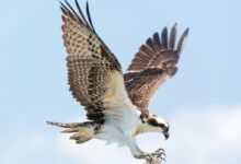 selective focus photography of bald eagle
