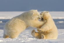 polar bear on snow covered ground during daytime