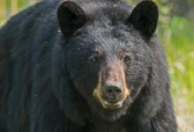 black grizzly bear in close-up photography