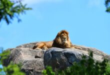 lion on rock