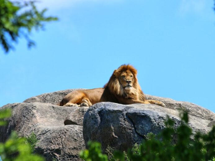 lion on rock