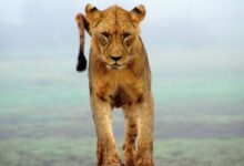 lioness standing on brown sands