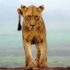 lioness standing on brown sands