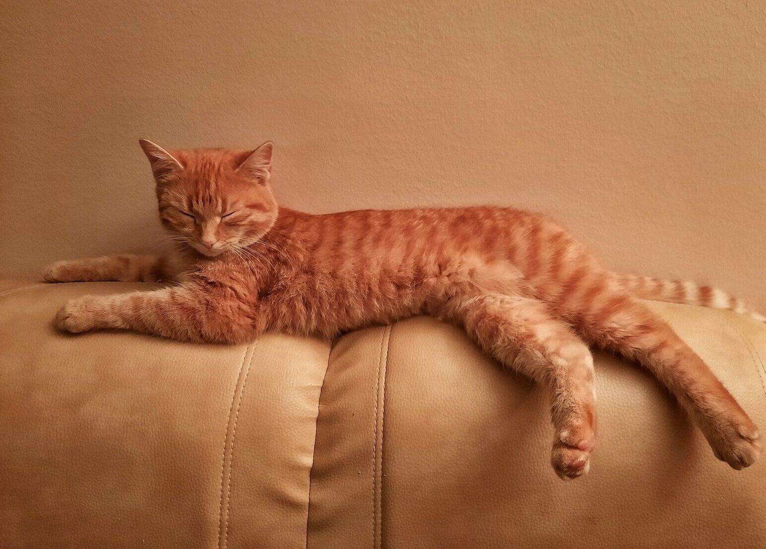 orange tabby cat lying on brown leather sofa
