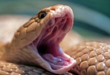 a lizard with its mouth open