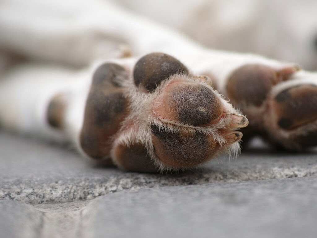 brown and white dog paw on gray concrete floor