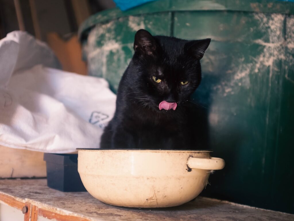 - NeposlušnéTlapky a black cat licking a bowl