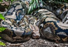brown and black snake on ground