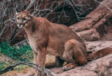 brown cougar sitting on rock ledge