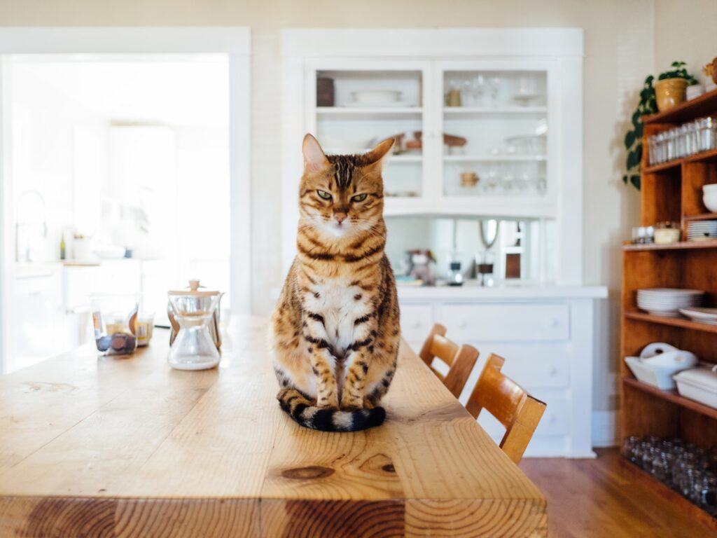 - NeposlušnéTlapky orange and white tabby cat sitting on brown wooden table in kitchen room