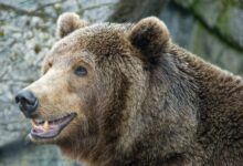 a large brown bear standing next to a stone wall