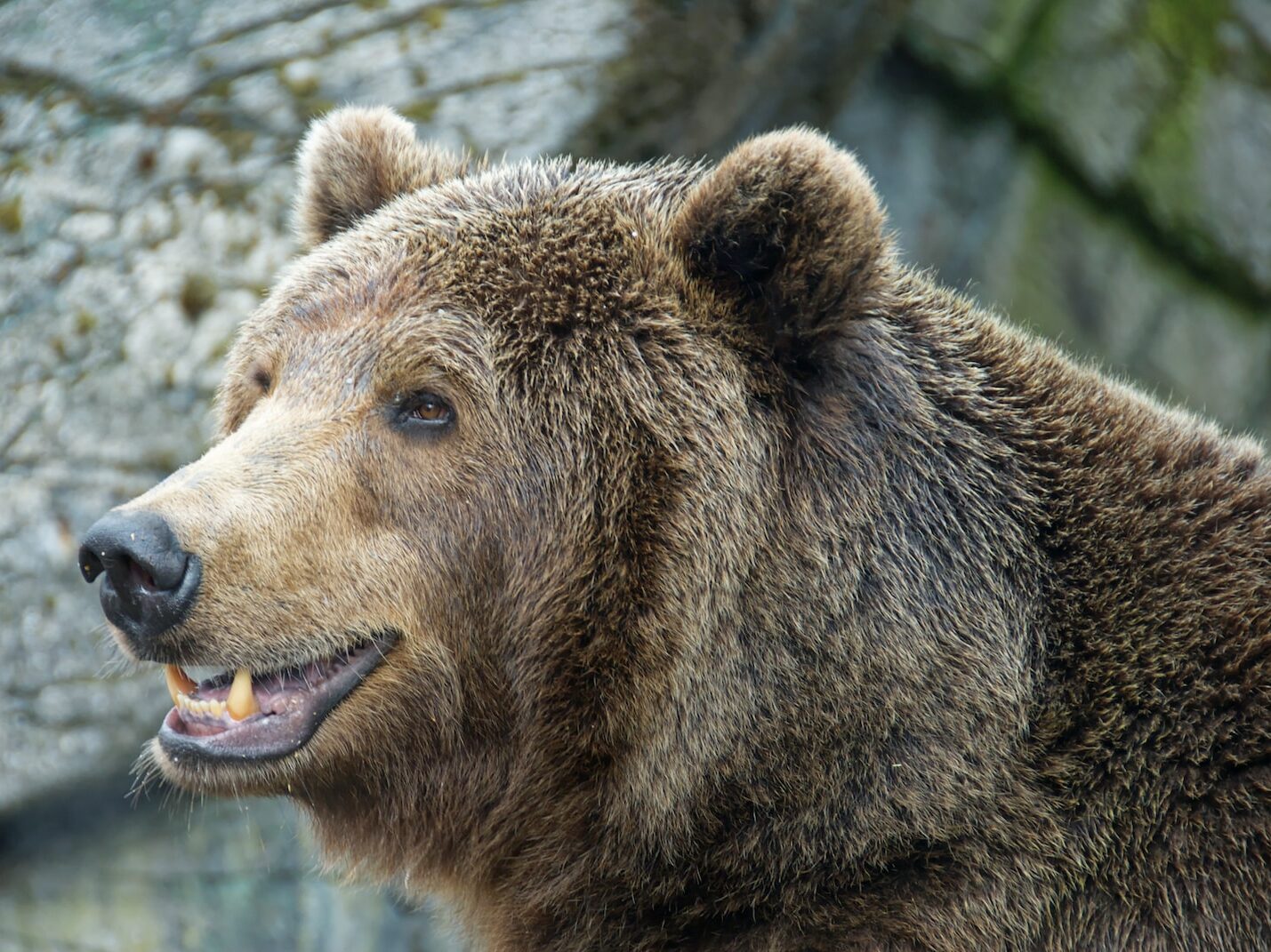 a large brown bear standing next to a stone wall
