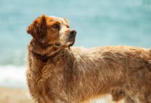 short-coat brown dog on brown field