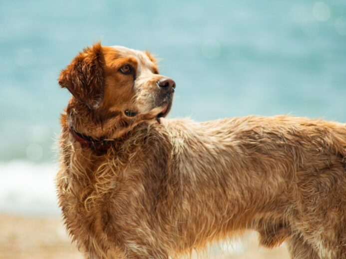 short-coat brown dog on brown field