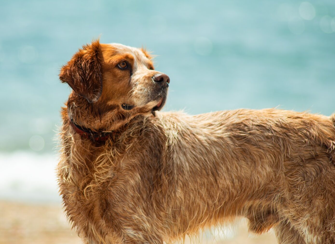short-coat brown dog on brown field