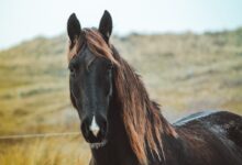 selective focus photography of black horse during daytime