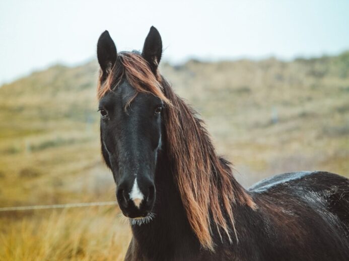 selective focus photography of black horse during daytime