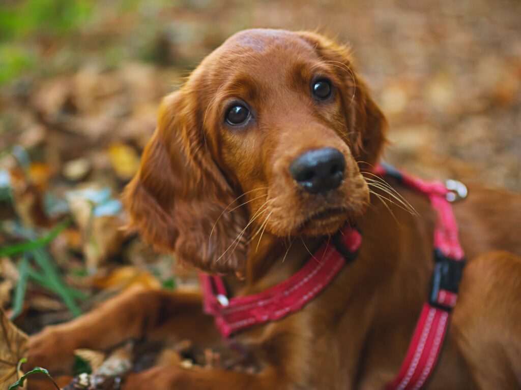 Gary Sandoz - NeposlušnéTlapky short coated brown puppy