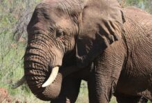 Photography of Brown Elephant