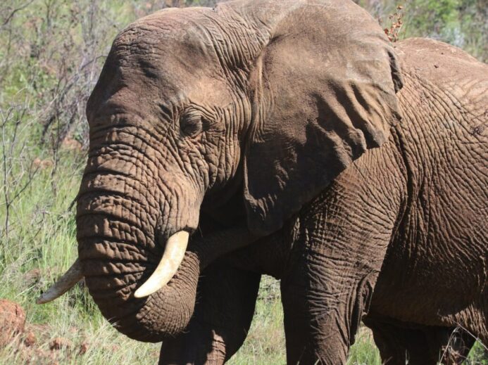 Photography of Brown Elephant
