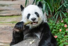 Eating Panda Bear