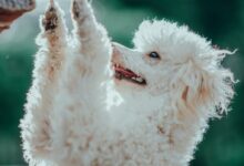 White Dog in Close Up Photography