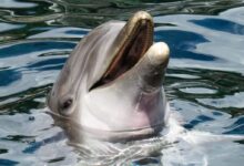 Dolphin's Head in the Surface