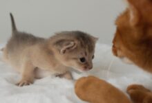 a rabbit and a cat